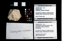 Foto (Objekt + Etikett) von Cracensigillatus acutirostris (Moericke, 1889)  (NHMW-GEO-1990-0041-3709)